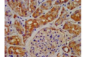 IHC image of ABIN7154525 diluted at 1:200 and staining in paraffin-embedded human kidney tissue performed on a Leica BondTM system. (GHRHR antibody  (AA 23-127))