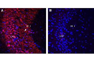 Expression of Gephyrin in rat hippocampusImmunohistochemical staining of perfusion-fixed frozen rat brain sections with Guinea Pig Anti-Gephyrin Antibody (ABIN7581882), (1:1000), followed by donkey anti-guinea pig-biotin and Streptavidin-Cy3. (Gephyrin (GPHN) Peptide)