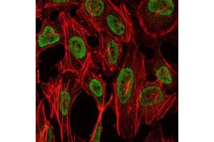 Immunofluorescence analysis of NIH/3T3 cells using PSIP1 monoclonal antobody, clone 6E4  (green). (PSIP1 antibody)
