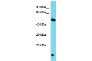 Host: Rabbit Target Name: TOR4A Sample Type: HepG2 Whole Cell lysates Antibody Dilution: 1. (TOR4A antibody  (C-Term))