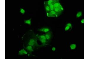 Immunofluorescence staining of MCF-7 cells with ABIN7175085 at 1:100, counter-stained with DAPI. (USF2 antibody  (AA 21-162))