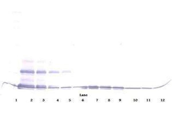 CCL16 antibody  (Biotin)