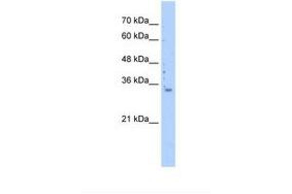 MRPS15 antibody  (AA 51-100)