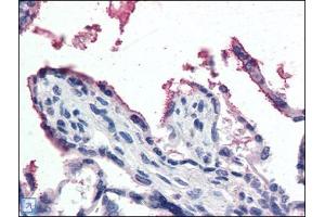 Human Placenta (formalin-fixed, paraffin-embedded) stained with GPX3at 5 µg/ml followed by biotinylated anti-goat IgG secondary antibody, alkaline phosphatase-streptavidin and chromogen. (GPX3 antibody  (Internal Region))