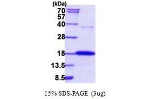 RNASE7 Protein (AA 29-156) (His tag)