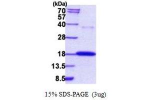 SDS-PAGE (SDS) image for Ribonuclease, RNase A Family, 7 (RNASE7) (AA 29-156) protein (His tag) (ABIN5852939) (RNASE7 Protein (AA 29-156) (His tag))