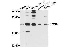 Western blot analysis of extracts of various cell lines, using UBE2M antibody (ABIN5995744) at 1/1000 dilution. (UBE2M antibody)