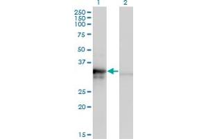 Western Blotting (WB) image for anti-Mitochondrial Ribosomal Protein L1 (MRPL1) (AA 1-304) antibody (ABIN961358) (MRPL1 antibody  (AA 1-304))