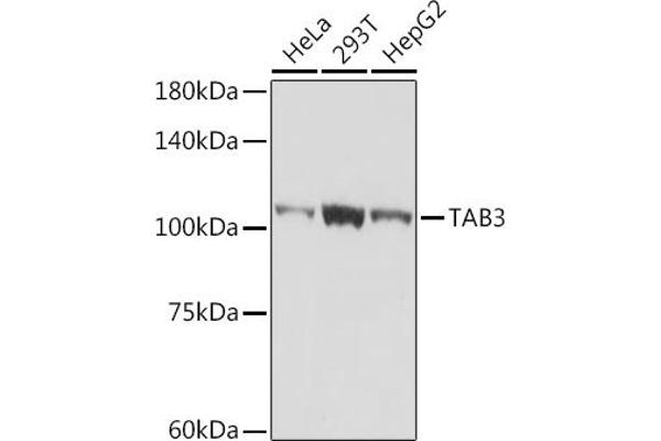 TAB3 antibody