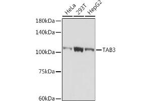 Western blot analysis of extracts of various cell lines, using T antibody (ABIN7270793) at 1:1000 dilution. (TAB3 antibody)