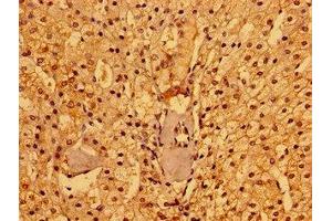 Immunohistochemistry of paraffin-embedded human adrenal gland tissue using ABIN7165690 at dilution of 1:100 (PACSIN3 antibody  (AA 1-300))