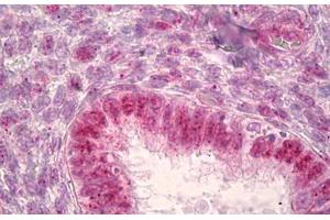 Anti-JUNB antibody IHC staining of human uterus, endometrium. (JunB antibody  (AA 226-275))