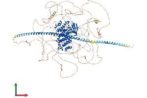 AlphaFold protein structure predicition of Mouse Recombinant Sycp2 Protein, UniprotID Q9CUU3 (SYCP2 Protein (AA 1-1500) (His tag))