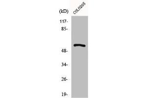 Western Blot analysis of COLO205 cells using GPR176 Polyclonal Antibody (GPR176 antibody  (C-Term))