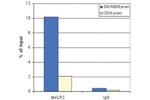 Chromatin Immunoprecipitation Anti-MeCP2 antibody Chromatin Immunoprecipitation performed with rabbit Anti-MeCP2 antibody. (MECP2 antibody  (C-Term))