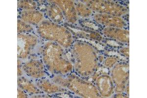 Used in DAB staining on fromalin fixed paraffin- embedded kidney tissue (Myosin IA antibody  (AA 781-1043))