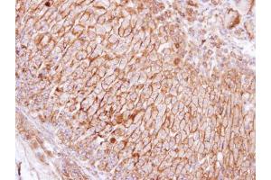 IHC-P Image Immunohistochemical analysis of paraffin-embedded human adrenal gland, using SCAMP3, antibody at 1:100 dilution.