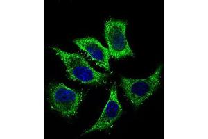 Immunofluorescence analysis of HepG2 cells using ALDH2 mouse mAb (green). (ALDH2 antibody  (AA 317-517))