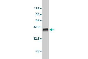 Western Blot detection against Immunogen (36. (Exportin 2 antibody  (AA 872-971))