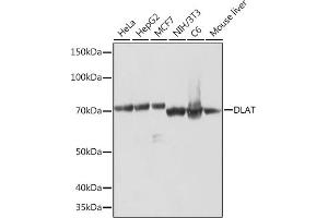 Western blot analysis of extracts of various cell lines, using DLAT Rabbit mAb (ABIN7266767) at 1:1000 dilution. (DLAT antibody)