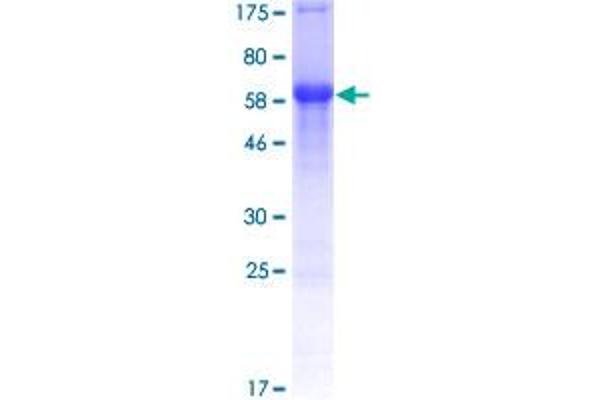 TCF4 Protein (AA 1-365) (GST tag)