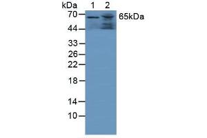 Figure. (GAA antibody  (AA 595-770))