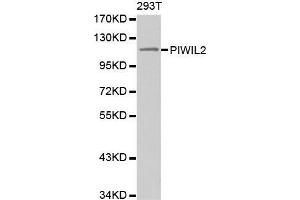 Western blot analysis of extracts of 293T cell line, using PIWIL2 antibody. (PIWIL2 antibody)