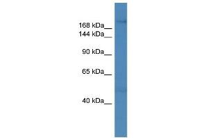 WB Suggested Anti-ZNF142 Antibody Titration: 0.