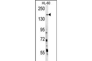 PHL Antibody (N-term) (ABIN392229 and ABIN2841922) western blot analysis in HL-60 cell line lysates (15 μg/lane). (PHLPP2 antibody  (N-Term))