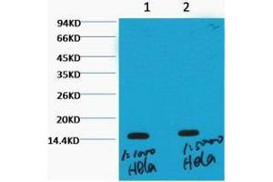 Western Blot (WB) analysis of HeLa, diluted at 1) 1:1000, 2) 1:5000. (Histone 3 antibody  (H3K36me3))