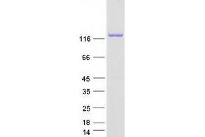 Calsyntenin 1 Protein (CLSTN1) (Transcript Variant 1) (Myc-DYKDDDDK Tag)