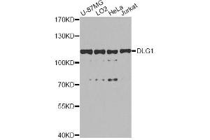 Western blot analysis of extracts of various cell lines, using DLG1 antibody (ABIN5996451) at 1/1000 dilution.