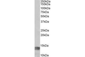 Staining of Human Glioma lysate using MIA Antibody at 1 µg/ml (35µg protein in RIPA buffer). (MIA antibody  (Internal Region))