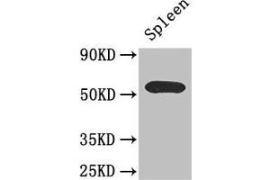Western Blot Positive WB detected in: Mouse spleen tissue All lanes: C16orf1 antibody at 2. (ZDHHC1 antibody  (AA 283-389))