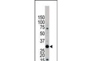 Antibody is used in Western blot to detect YWHAB in Jurkat cell lysate. (YWHAB antibody  (C-Term))