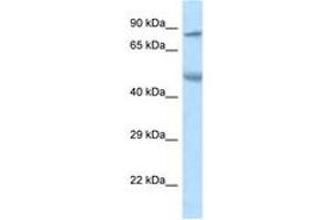 Image no. 1 for anti-Zinc Finger Protein 90 (ZNF90) (AA 49-98) antibody (ABIN6747510)