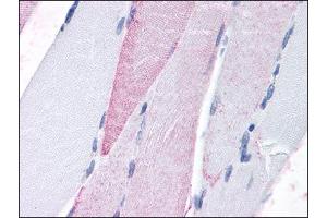 Image no. 1 for anti-G Protein-Coupled Receptor, Family C, Group 6, Member A (GPRC6A) (Extracellular Domain), (N-Term) antibody (ABIN302376)