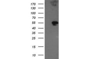 Image no. 1 for anti-Golgin, RAB6-Interacting (GORAB) (AA 35-394) antibody (ABIN1491439) (GORAB antibody  (AA 35-394))