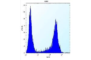 HES1 Antibody (N-term T24) (ABIN390222 and ABIN2840700) flow cytometric analysis of  cells (right histogram) compared to a negative control cell (left histogram). (HES1 antibody  (N-Term))