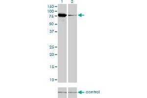 Western Blotting (WB) image for anti-Mitofusin 2 (MFN2) (AA 661-758) antibody (ABIN599102) (MFN2 antibody  (AA 661-758))