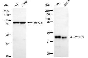Western blotting analysis using WDR77 antibody (ABIN7800856). (WDR77 antibody)