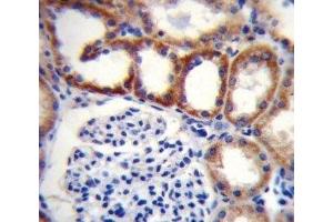 SDHD antibody immunohistochemistry analysis in formalin fixed and paraffin embedded human kidney tissue. (SDHD antibody  (AA 13-42))