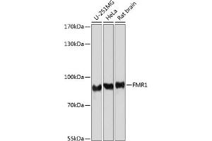 Western blot analysis of extracts of various cell lines, using FMRP antibody (ABIN6133703, ABIN6140719, ABIN6140721 and ABIN6221705) at 1:1000 dilution. (FMR1 antibody  (AA 500-600))