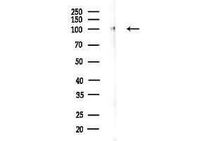 Western blot analysis of lysates from Hela cells(LPS,4h treatment), using Phospho-EZH2 (Thr345) Antibody at 1/1000 dilution.