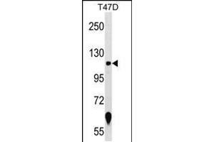 Western blot analysis in T47D cell line lysates (35ug/lane). (ZNF217 antibody  (N-Term))