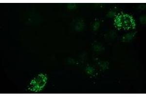 Anti-PDF mouse monoclonal antibody (ABIN2454639) immunofluorescent staining of COS7 cells transiently transfected by pCMV6-ENTRY PDF (RC205788). (GDF15 antibody)