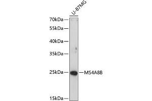 Western blot analysis of extracts of U-87MG cells, using MS4B antibody (ABIN6135053, ABIN6144057, ABIN6144058 and ABIN6214546) at 1:1000 dilution. (Membrane-Spanning 4-Domains, Subfamily A, Member 8 (MS4A8) antibody)