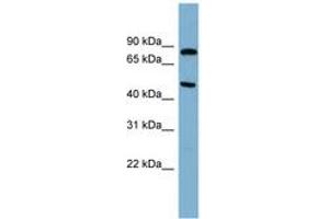Image no. 1 for anti-Pantothenate Kinase 4 (PANK4) (N-Term) antibody (ABIN6744129) (PANK4 antibody  (N-Term))