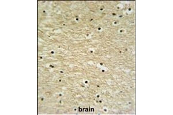 AP5Z1 antibody  (AA 294-322)