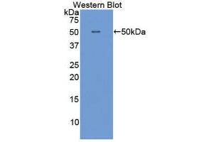 Western Blotting (WB) image for anti-Interferon alpha (IFNA) (AA 23-187) antibody (ABIN1859255) (IFNA antibody  (AA 23-187))